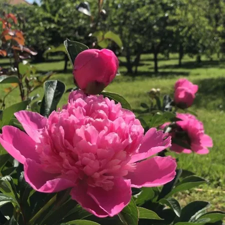 Apartman Matija Airport