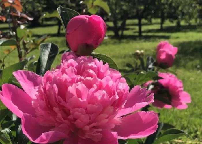 Apartament Matija Airport